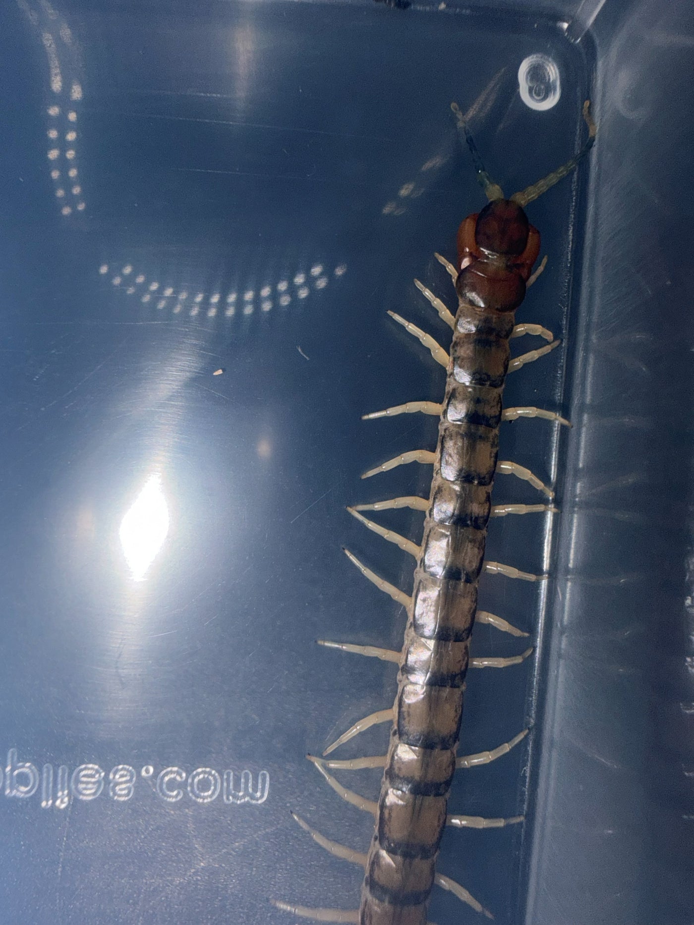 Green Bark Centipede (Hemiscolopendra marginata)