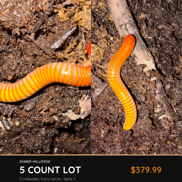 5 Count Lot - Ember Millipede