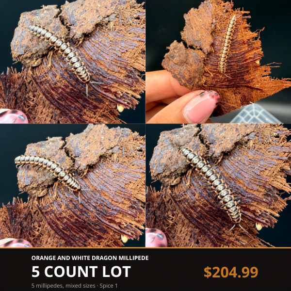 5 Count Lot - Orange and White Dragon Millipede