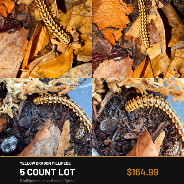 5 Count Lot - Yellow Dragon Millipede
