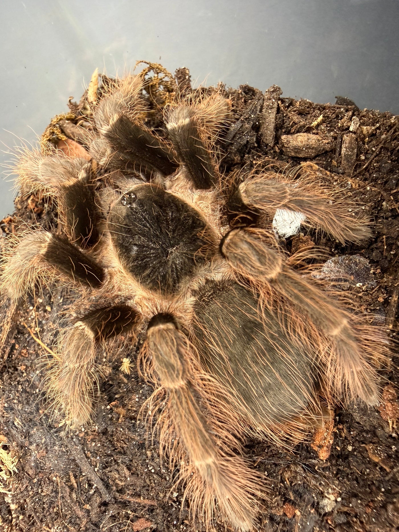 Brazilian Red Tarantula (Nhandu carapoensis), image 1