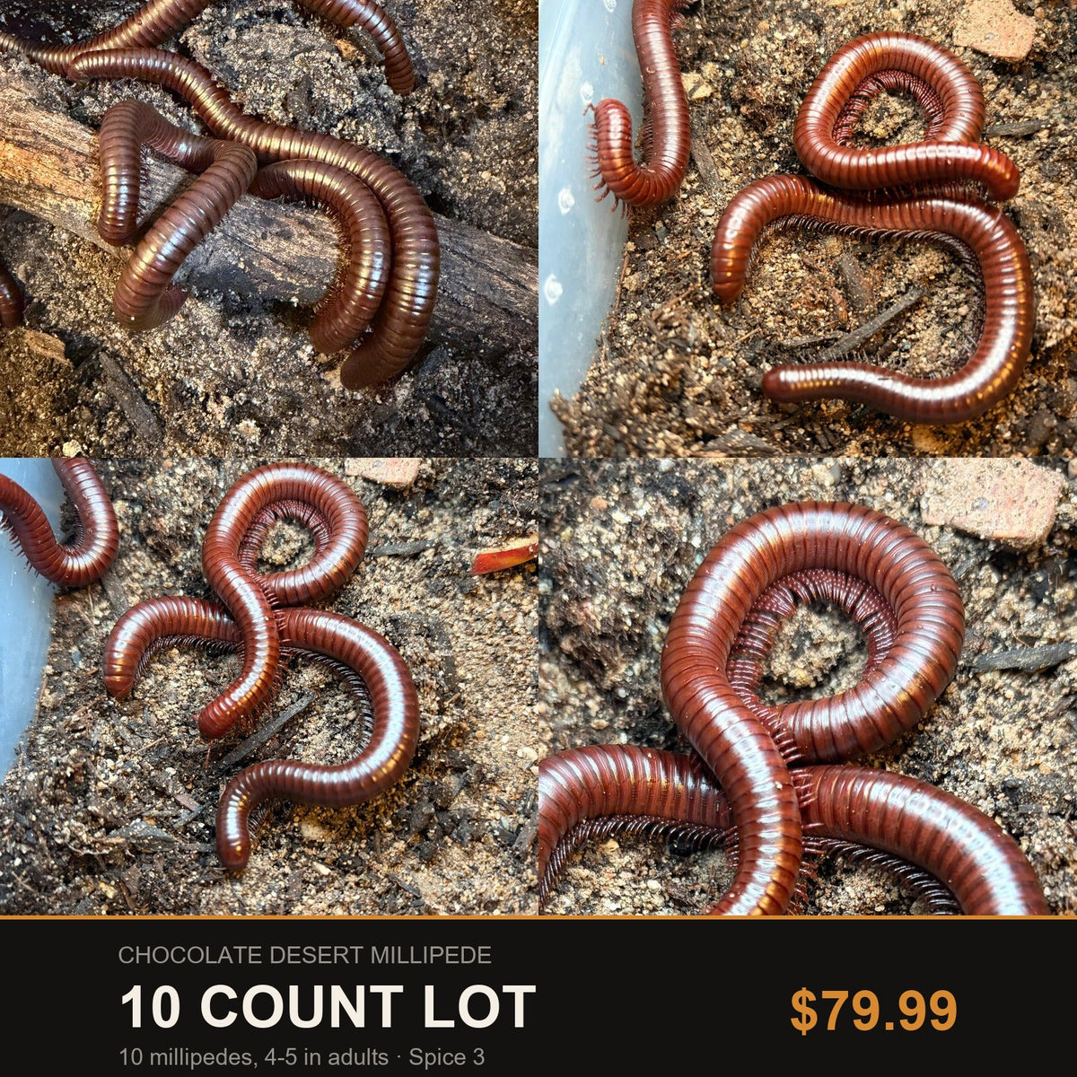 10 Count Lot - Chocolate Desert Millipede (Orthoporus ornatus). Representative photos of the millipedes included in this lot.