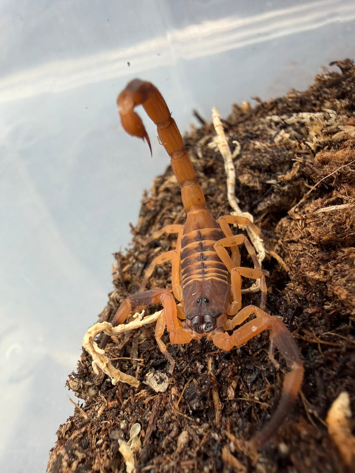 Tanzanian Giant Bark Scorpion (Babycurus gigas) 0.5-1" (Juvenile)