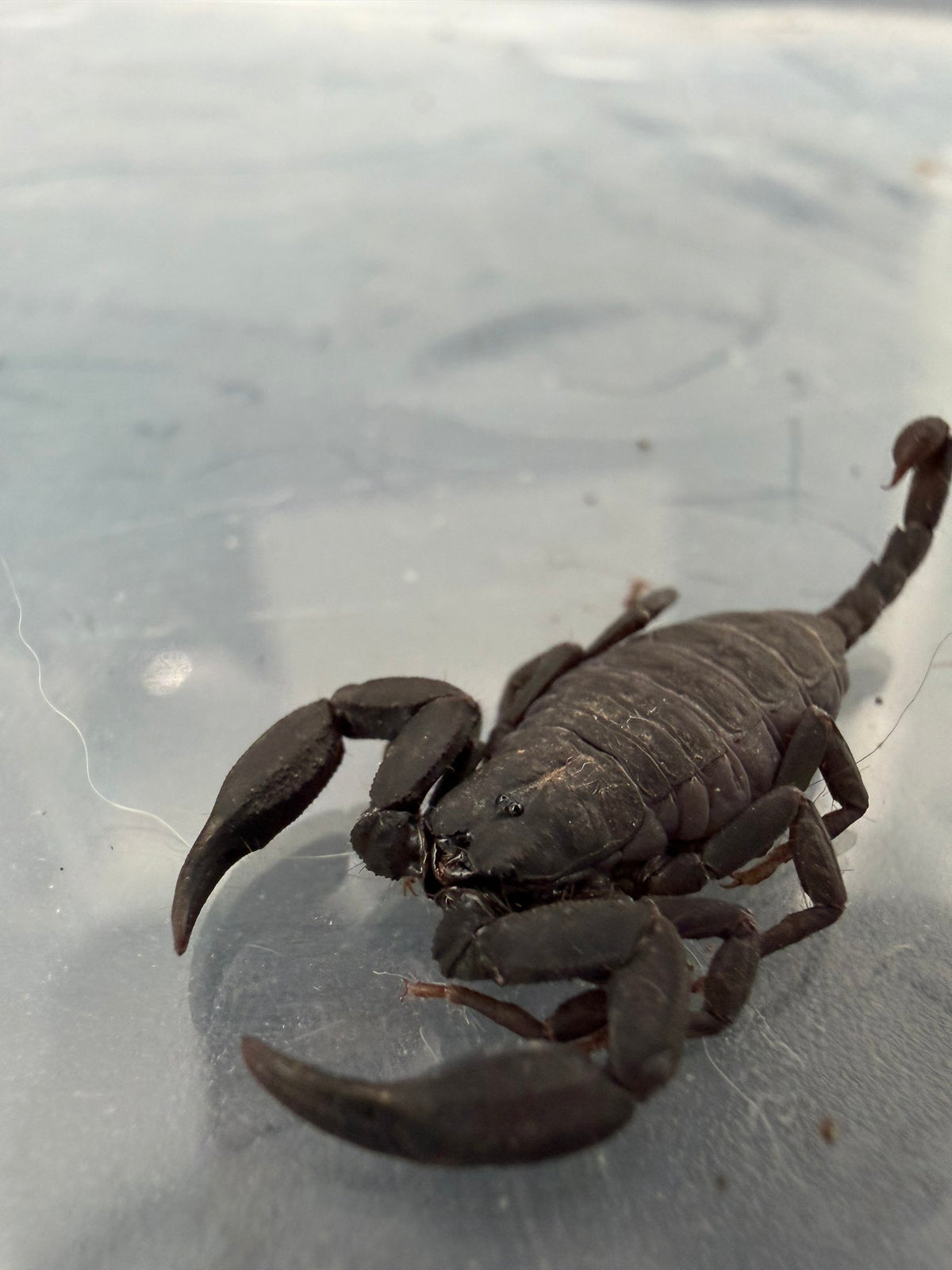 Yunnan Rock Scorpion (Scorpiops validus) 1.5" (Juvenile)