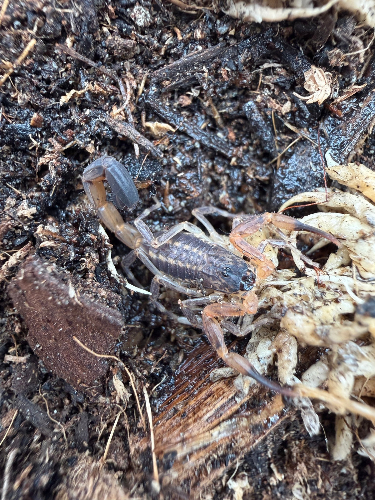 Ecuadorian Thick Tail Scorpion (Tityus simonsi) 0.5-1" (Juvenile)