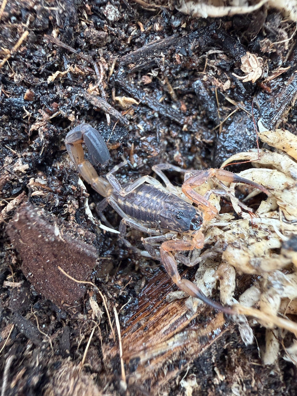 Ecuadorian Thick Tail Scorpion (Tityus simonsi) 0.5-1" (Juvenile)
