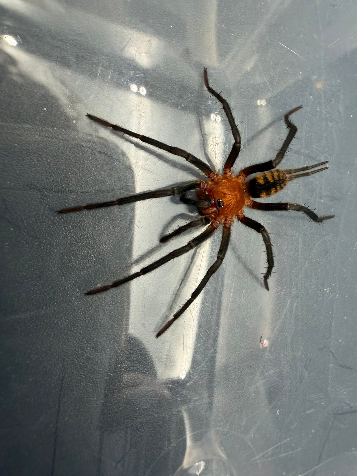 Black Funnel Web Spider (Linothele sp. 'Black') 0.75" (Sling)