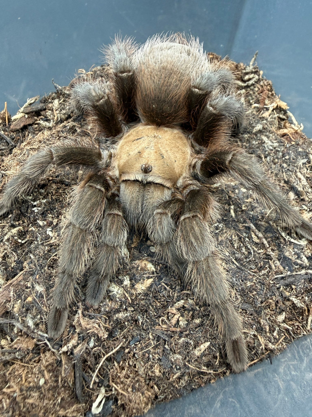 Oklahoma Brown Tarantula Jumbo Female (Aphonopelma hentzi) 4-6" leg span WC