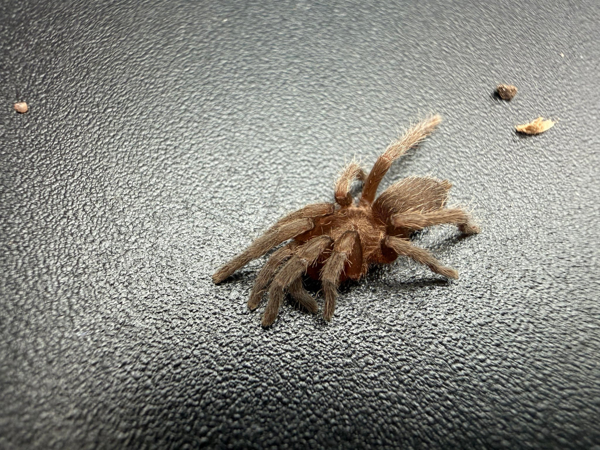 Argentine Dwarf Tarantula (Catumiri argentinense) 0.75" (Sling)