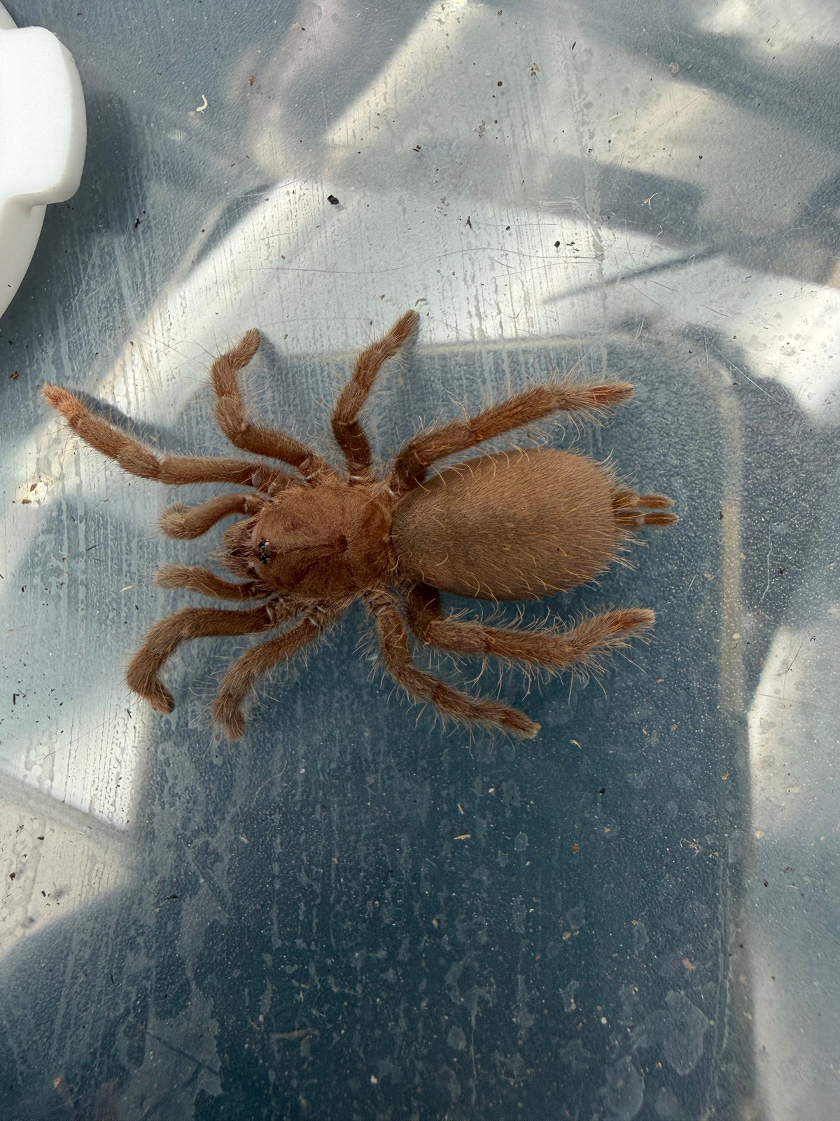 Cameroon Red Baboon Tarantula (Hysterocrates gigas) 1.5" (Juvenile)