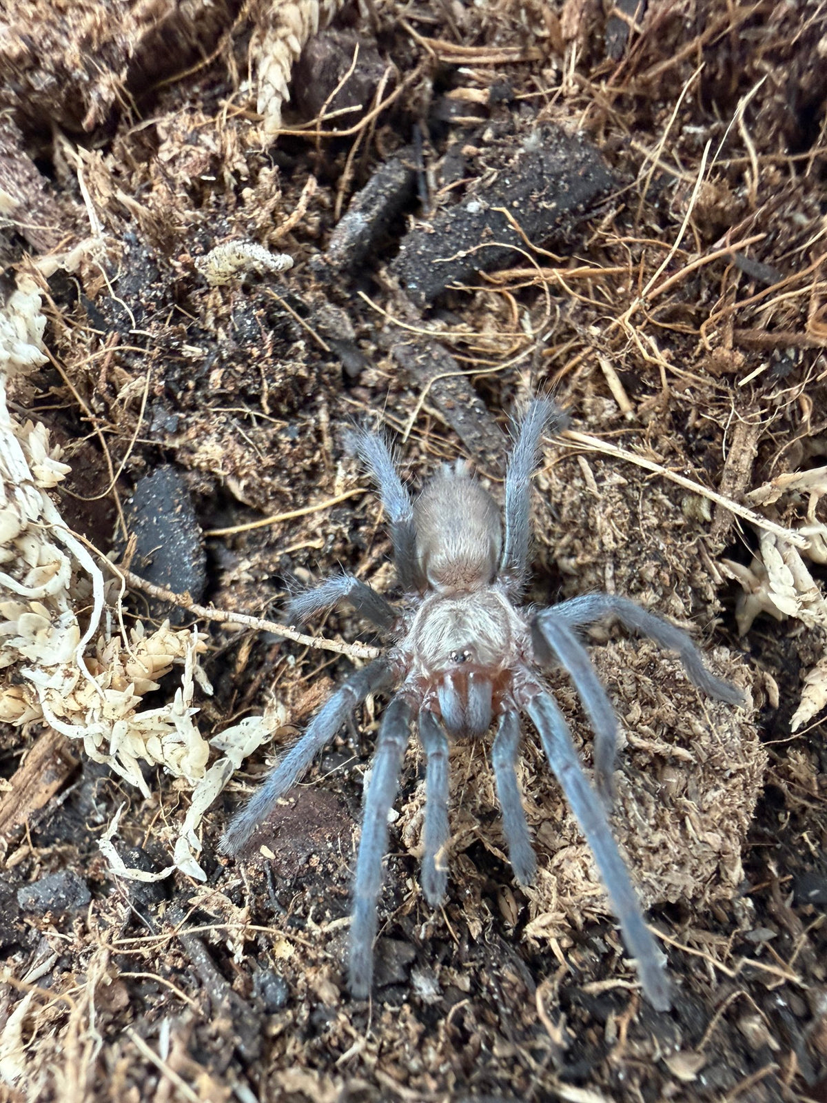 Dhofar Blue Dwarf Tarantula (Ischnocolus jickelii 'Blue') 3/4-1" (Sling)