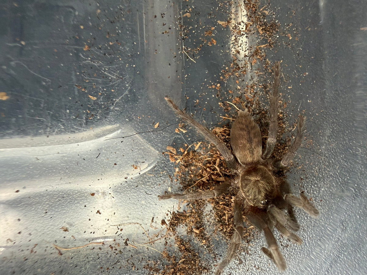 Omani Gold Tarantula (Ischnocolus vanandelae) 1-1.25" (Sling)