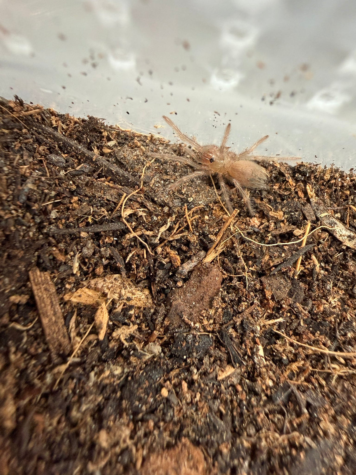 Bahia Scarlet Birdeater Tarantula (Lasiodora klugi) 1/4-1/2" (Sling)