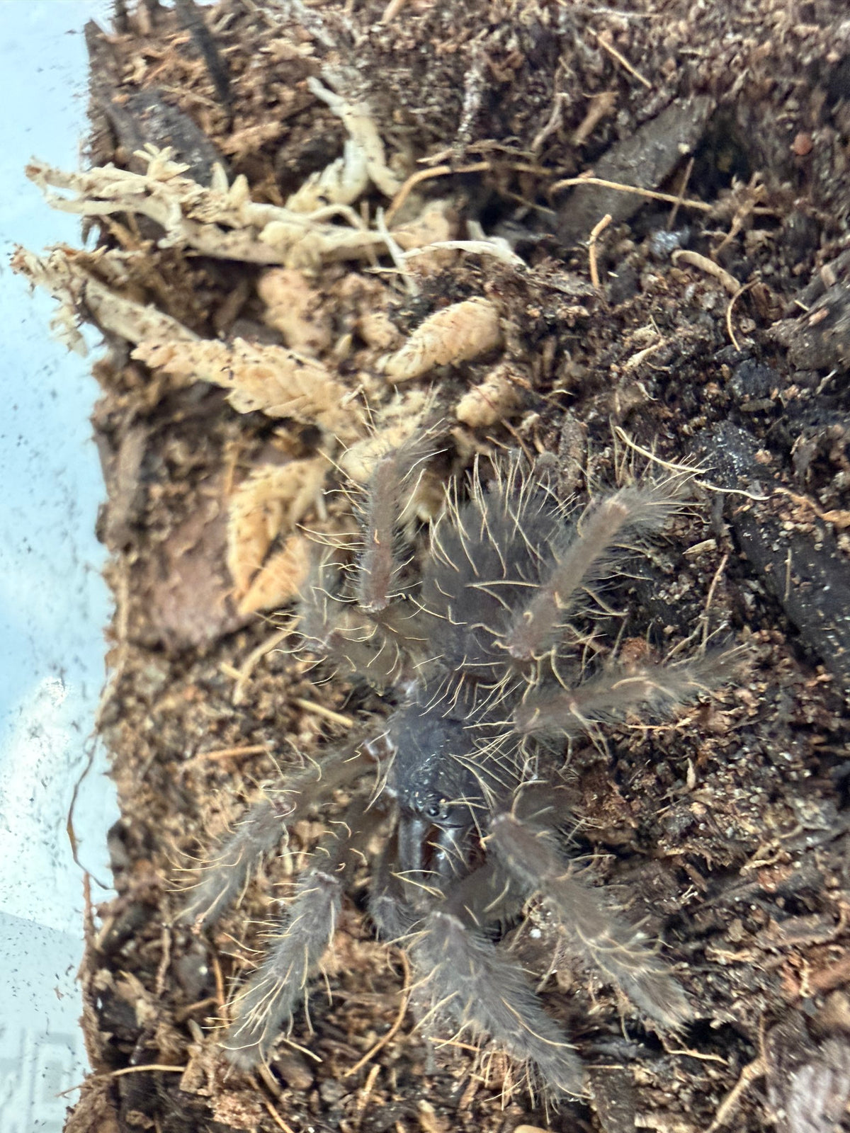 Borneo Black Tarantula (Phormingochilus arboricola) 0.5" (Sling)