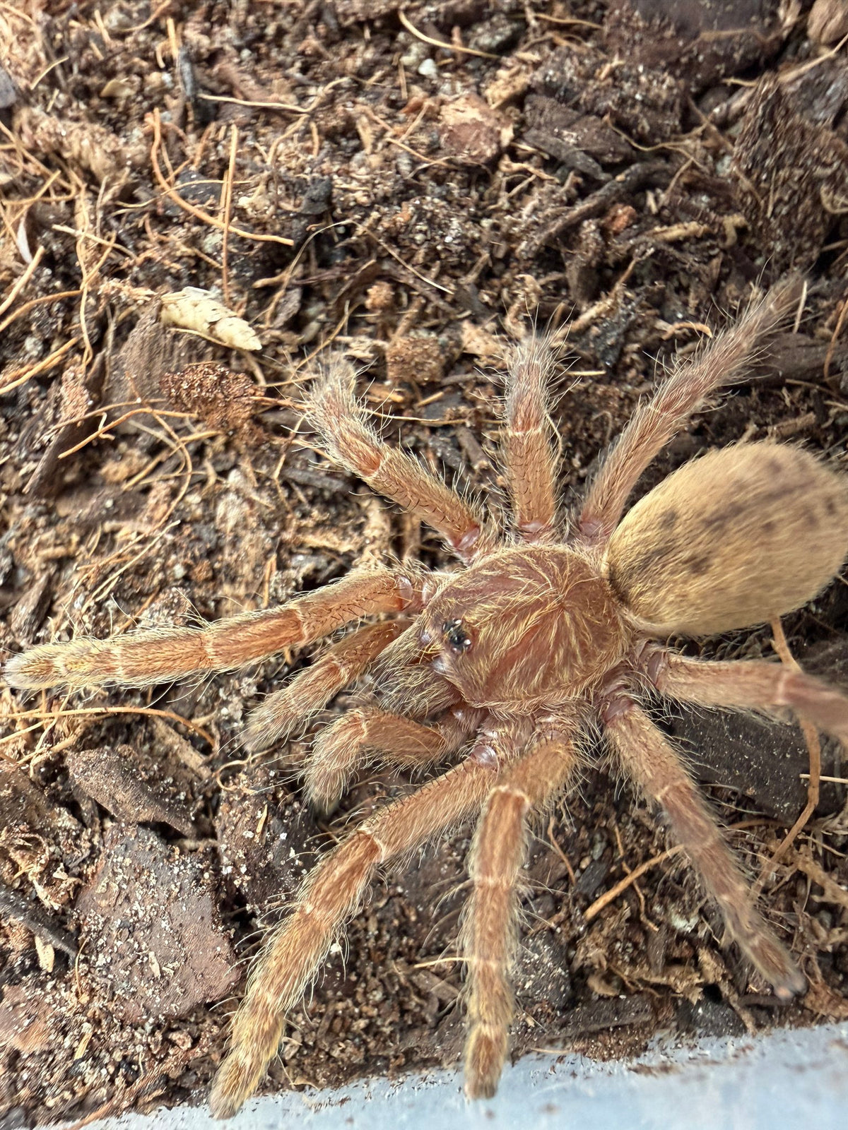 Dodoma Baboon Tarantula (Pterinochilus lugardi) 1"+ (Sling)