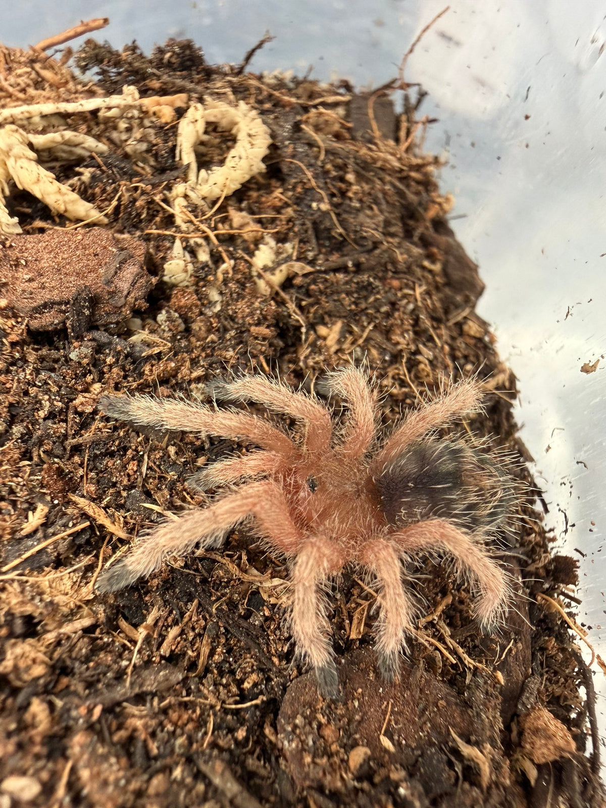 Peruvian Flame Rump Tarantula (Thrixopelma ockerti) 3/4-1" (Sling)