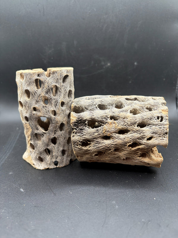 Cholla Wood, pair of stumps
