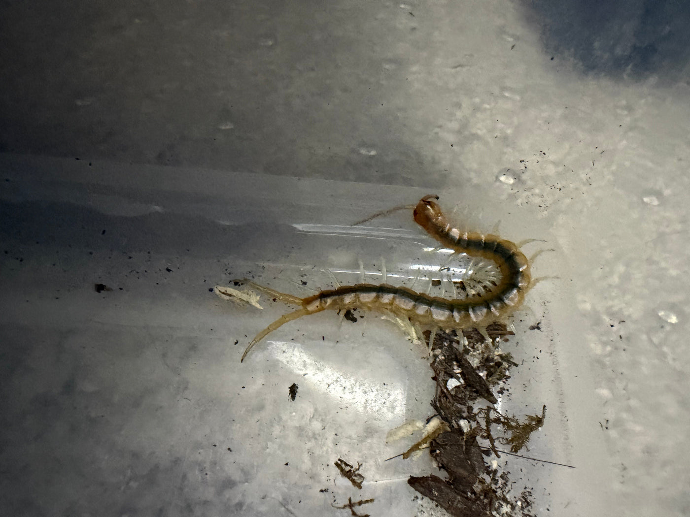 Florida Blueleg Centipede (Scolopendra viridis), image 4