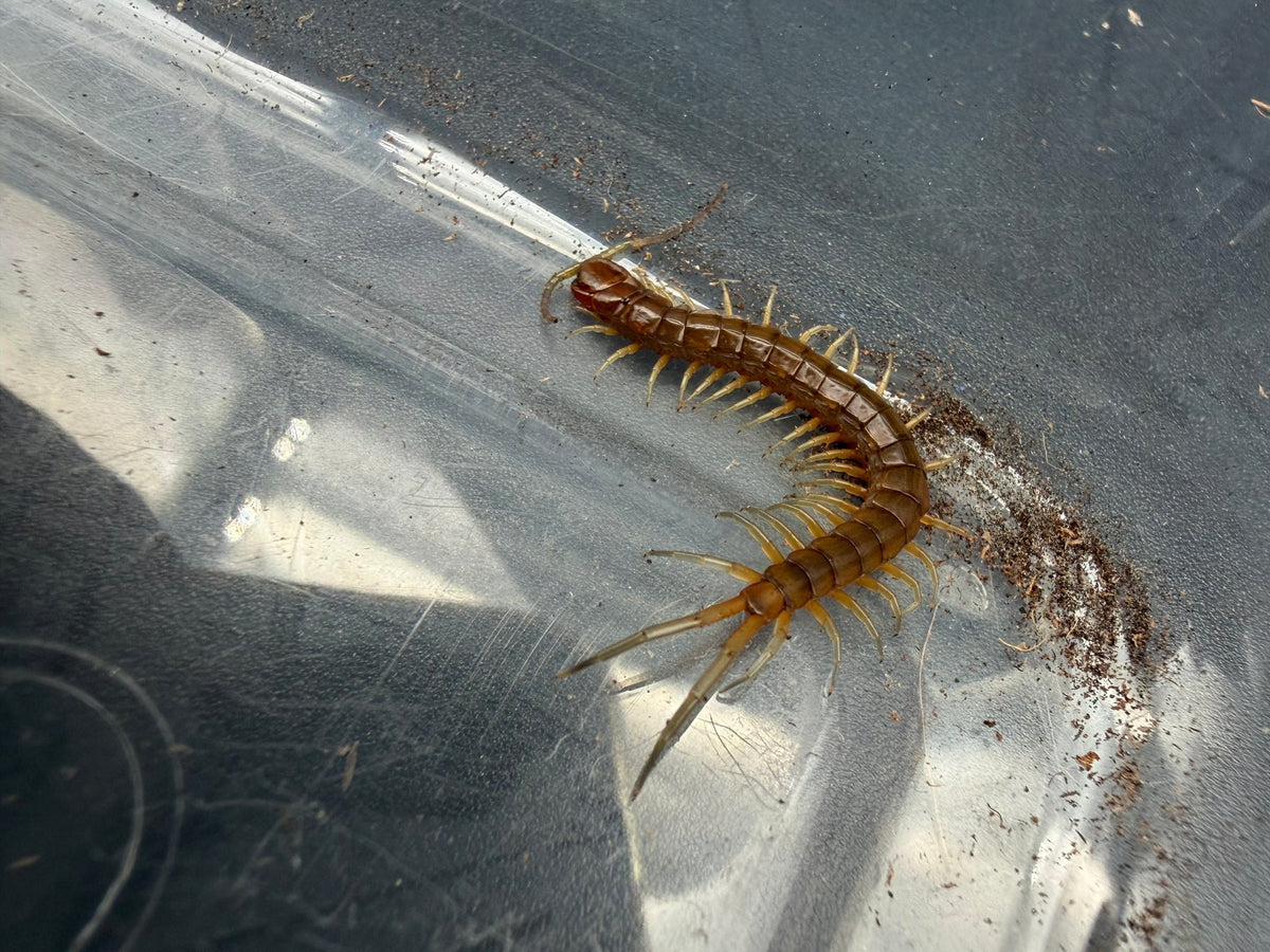 Florida Keys Giant Centipede (Scolopendra alternans) Small (size TBD)