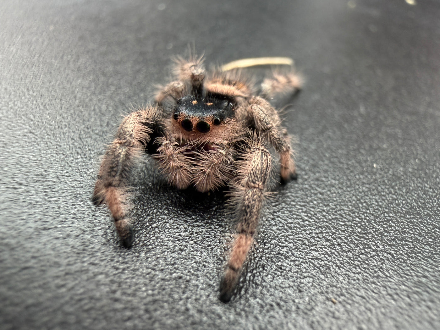 Jumper 005, Regal Jumping Spider (Phidippus regius), close front view showing tan hairs and dark eyes