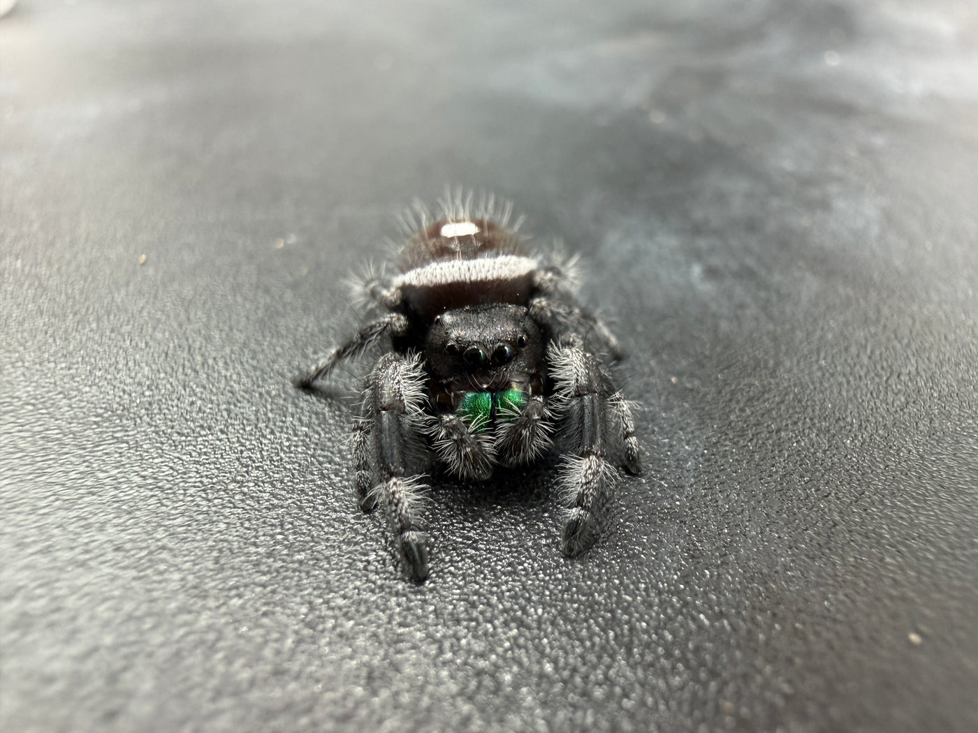 Jumper 006, Regal Jumping Spider (Phidippus regius), front view showing green chelicerae and pale markings