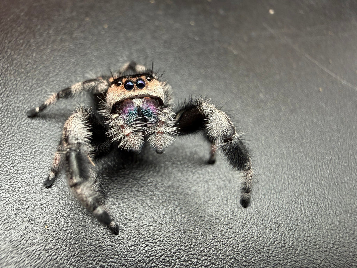 Jumper 014, Regal Jumping Spider (Phidippus regius), close front view showing a cream face and purple chelicerae
