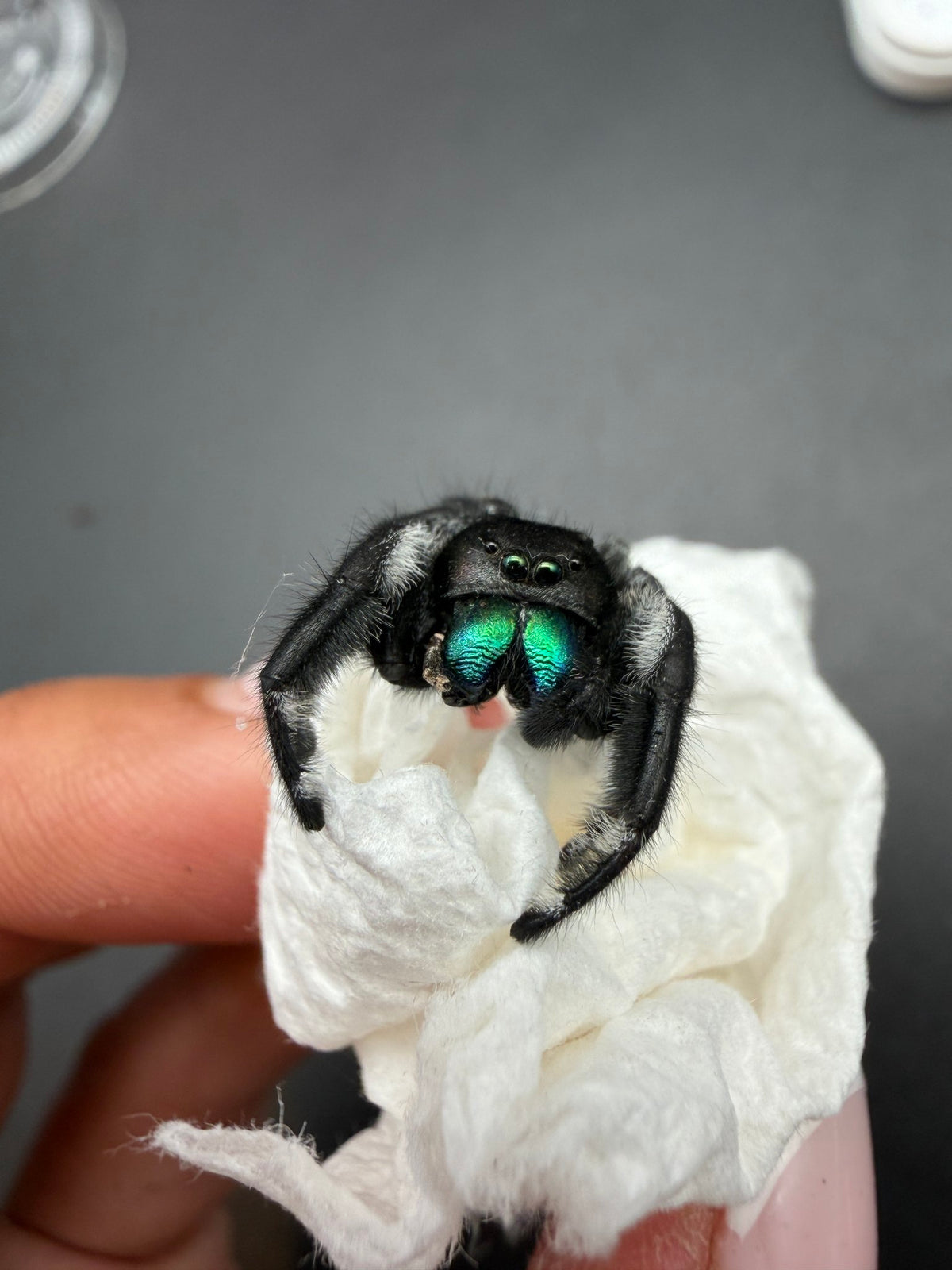 Jumper 024, Regal Jumping Spider (Phidippus regius), front view showing iridescent teal-green chelicerae