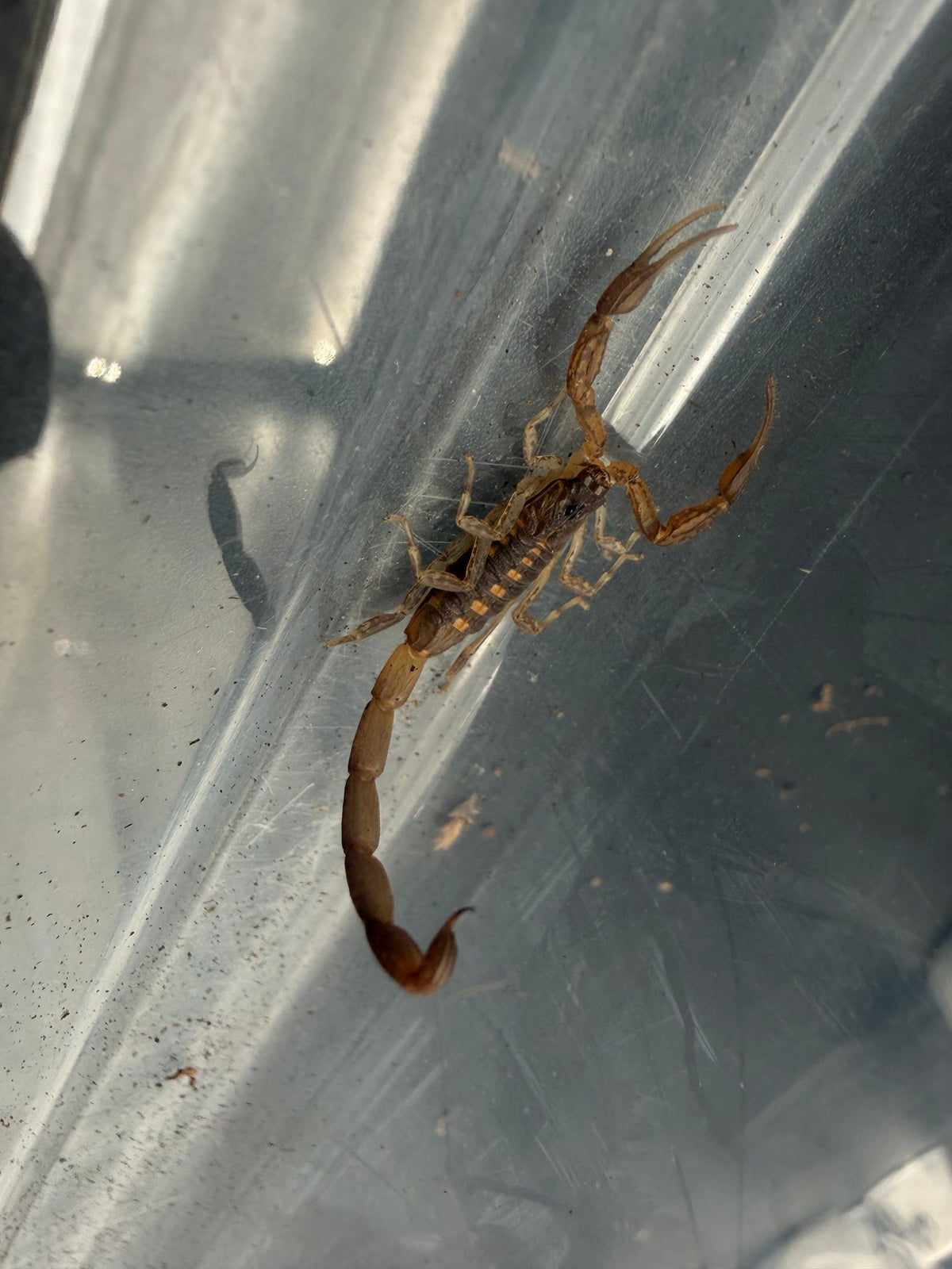 Keys Bark Scorpion (Centruroides guanensis) Size TBD
