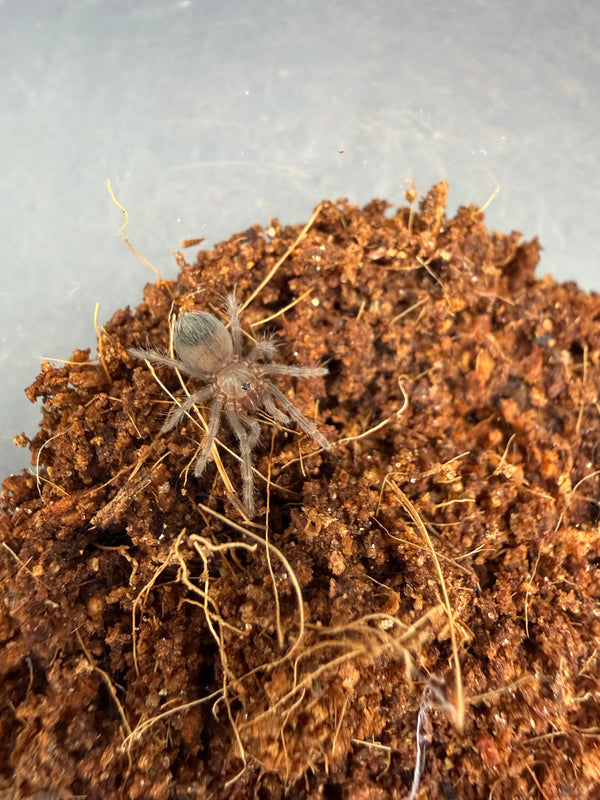 Mexican Rose Grey Tarantula, Tliltocatl verdezi