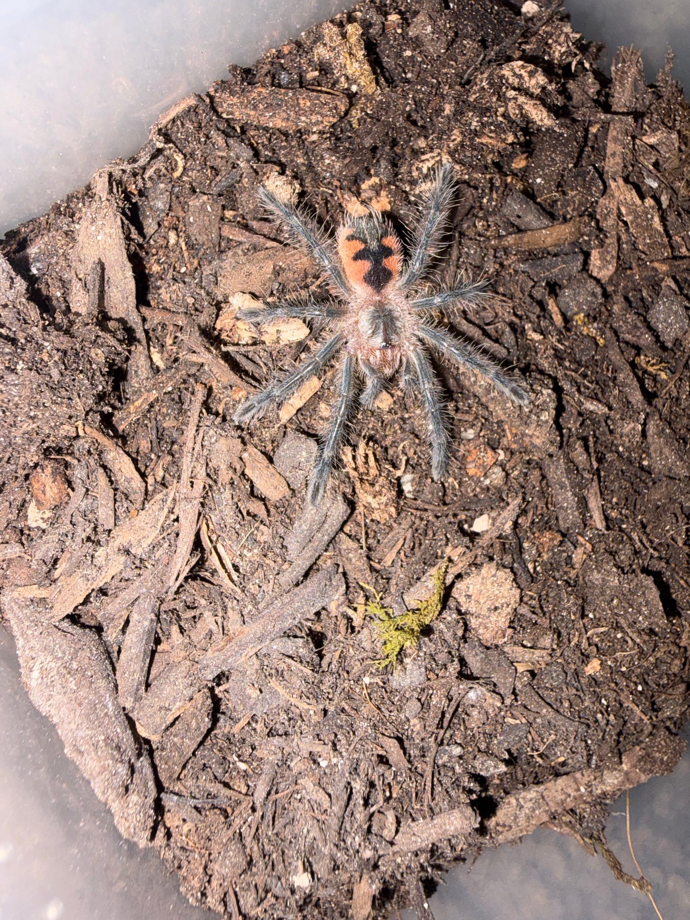 Midnight Black Birdeater Tarantula (Pamphobeteus sp. 'Tigris'), image 1