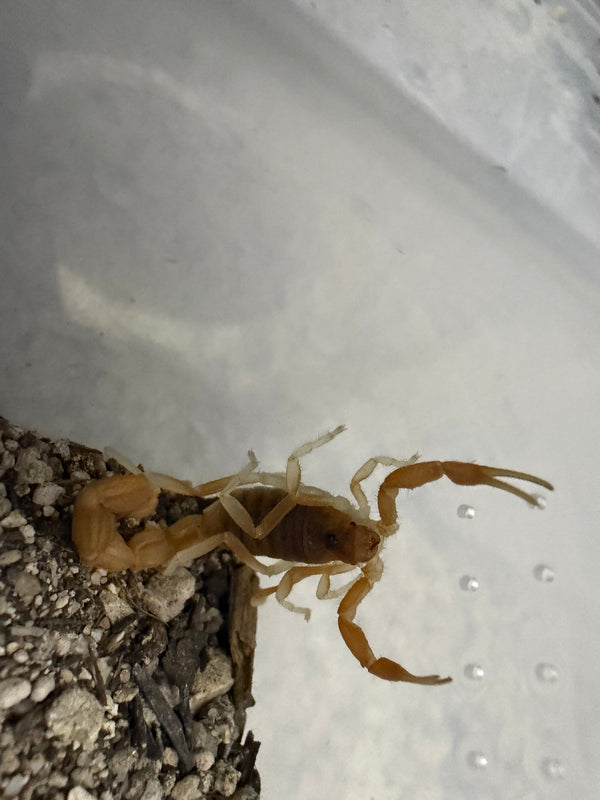 Mozambique Thicktail Scorpion (Parabuthus mossambicensis), image 3