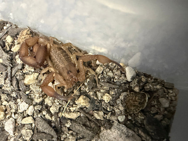 Several juvenile Orange Cave Scorpions (Tityopsis sheylae) on dark substrate