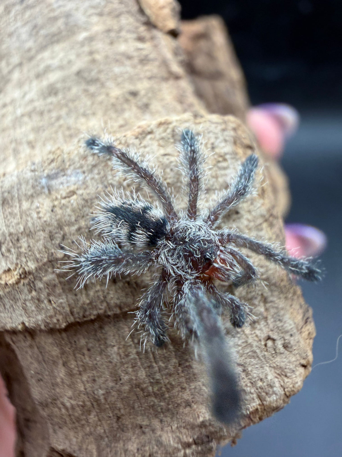Purple Pink Toe Tarantula (Avicularia purpurea), image 1