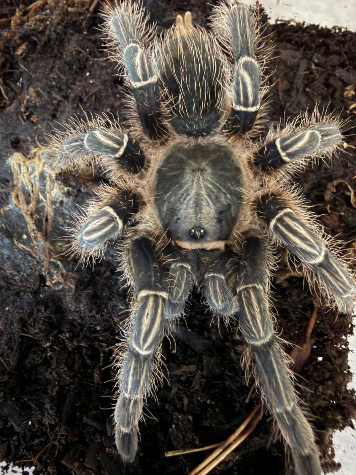 Stripe Knee Tarantula, Aphonopelma seemanni