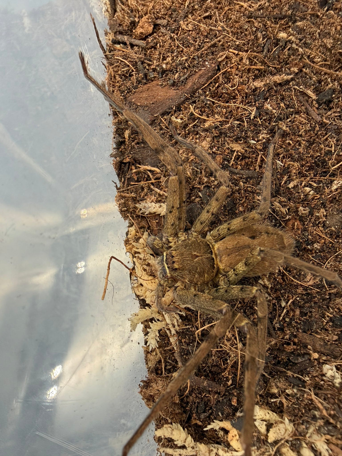 Tropical Huntsman Spider (Heteropoda venatoria) Size TBD