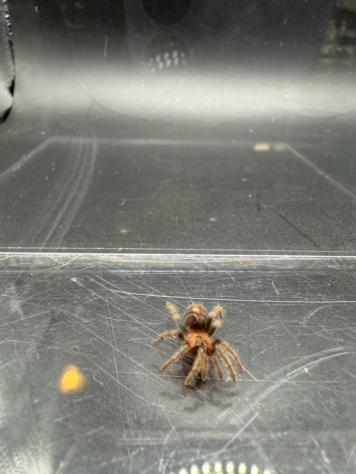 Guatemalan Tiger Rump Tarantula, Davus pentaloris, image 3