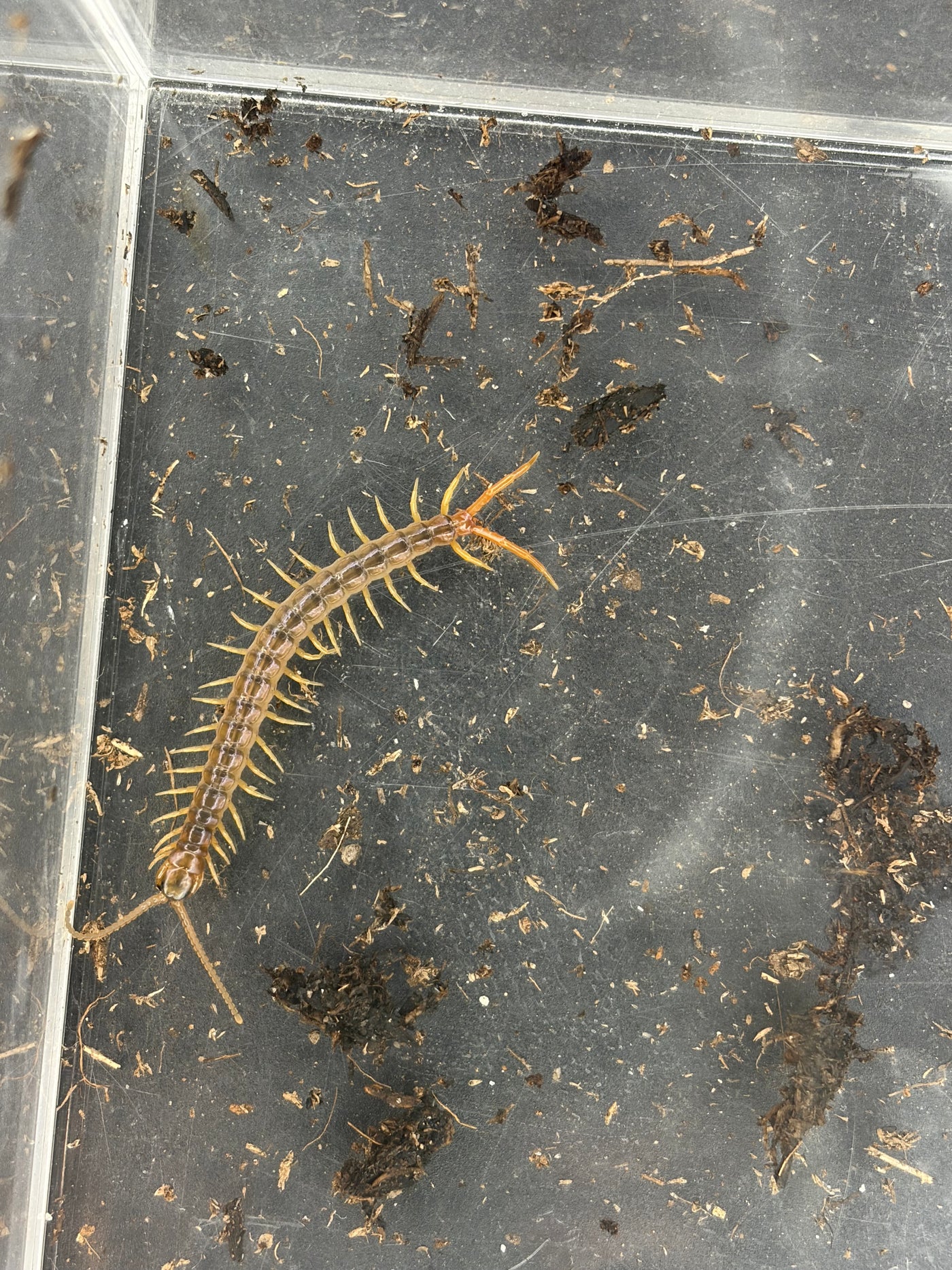 Gold Sumbawa Centipede (Ethmostigmus sp.) - 2 in