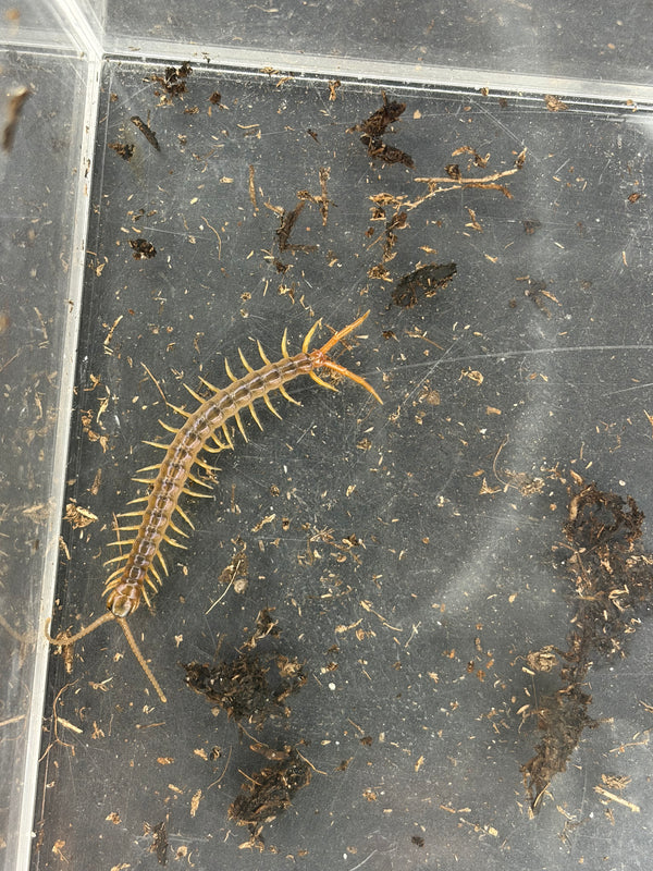 Gold Sumbawa Centipede (Ethmostigmus sp.) - 2 in
