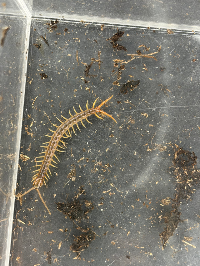 Gold Sumbawa Centipede (Scolopendra sp. (Sumbawa locality, unconfirmed))