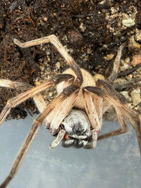 White Desert Huntsman Spider (Cerbalus aravaensis) - 2-3 in