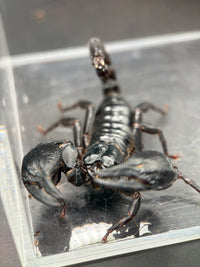 Vietnamese Asian Forest Scorpion, Heterometrus silenus, image 5