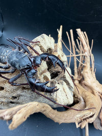 Texas Giant Vinegaroon (Mastigoproctus giganteus) - 2-3 in