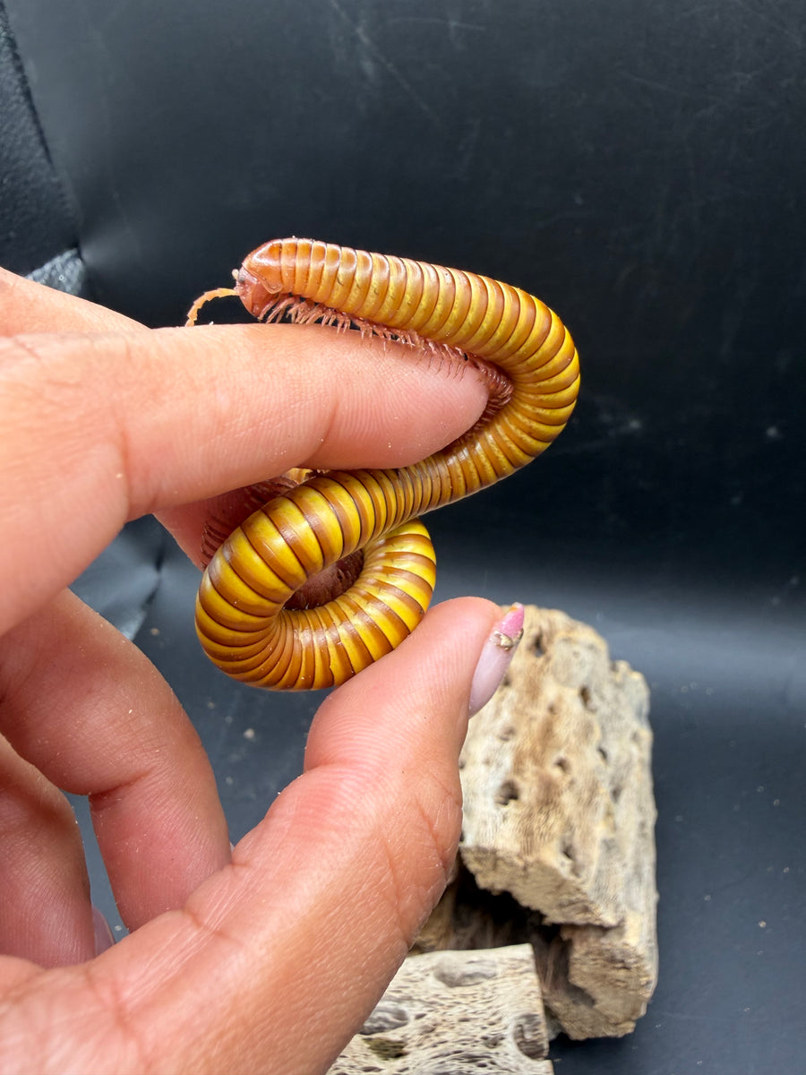 Texas Gold Millipede, Orthoporus ornatus