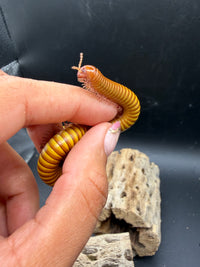 Texas Gold Millipede (Orthoporus ornatus) - 4-6 in