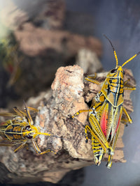 Eastern Lubber Grasshopper (Romalea microptera) - 2.5-3.5 in