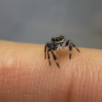 Regal Jumping Spider (Phidippus regius) - 1/16-1/8 in
