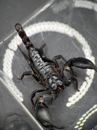 Vietnamese Asian Forest Scorpion, Heterometrus silenus, image 4