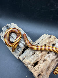 Texas Gold Millipede (Orthoporus ornatus) - 4-6 in