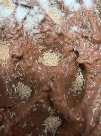 Temperate Springtail Master Culture with Clay (Folsomia candida)