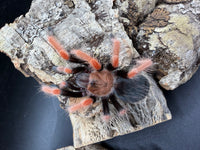 Mexican Fire Leg Tarantula, Brachypelma boehmei, image 2